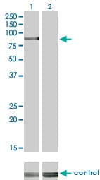 IHC-plus™ RPS6KA2 / RSK3 Antibody (clone 1F6)