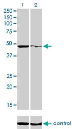 PPOX Antibody (clone 2F10)