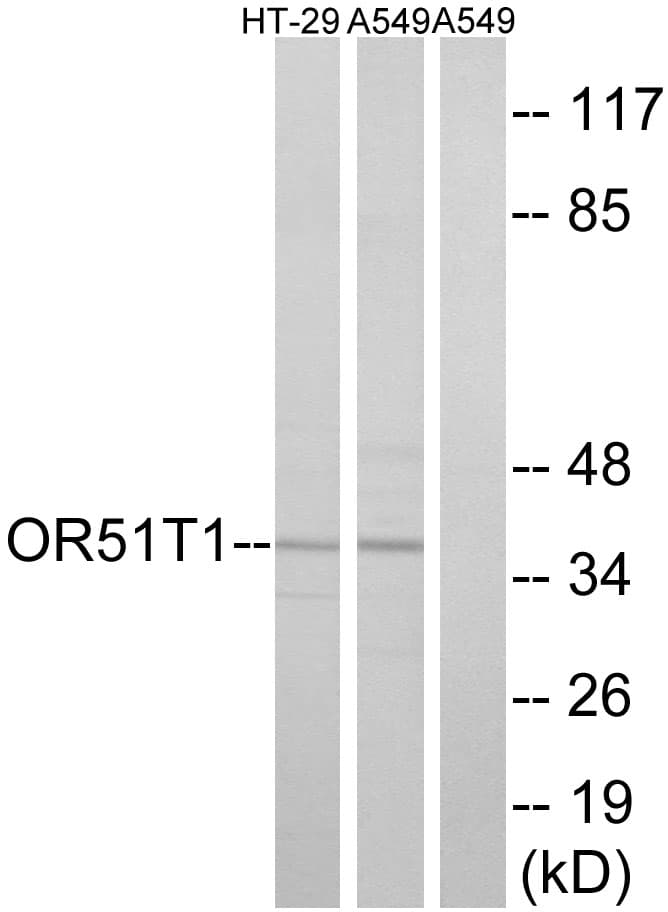 OR51T1 Antibody (aa201-250)