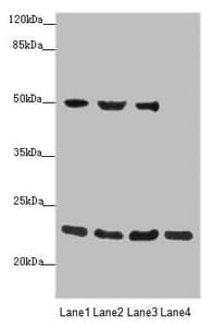 RAB18 Antibody
