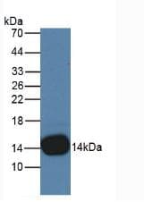 CSTB / Cystatin B / Stefin B Antibody (clone C13)