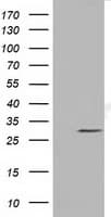 MMS21 / NSMCE2 Antibody (clone OTI6A6, Carrier-free)