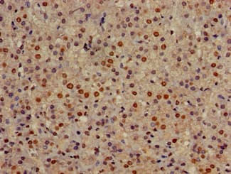Polyclonal Rabbit anti-Human GOLGA3 Antibody (IHC, IF)