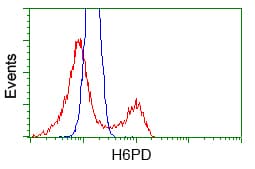 H6PD / G6PDH Antibody (clone OTI2C12)
