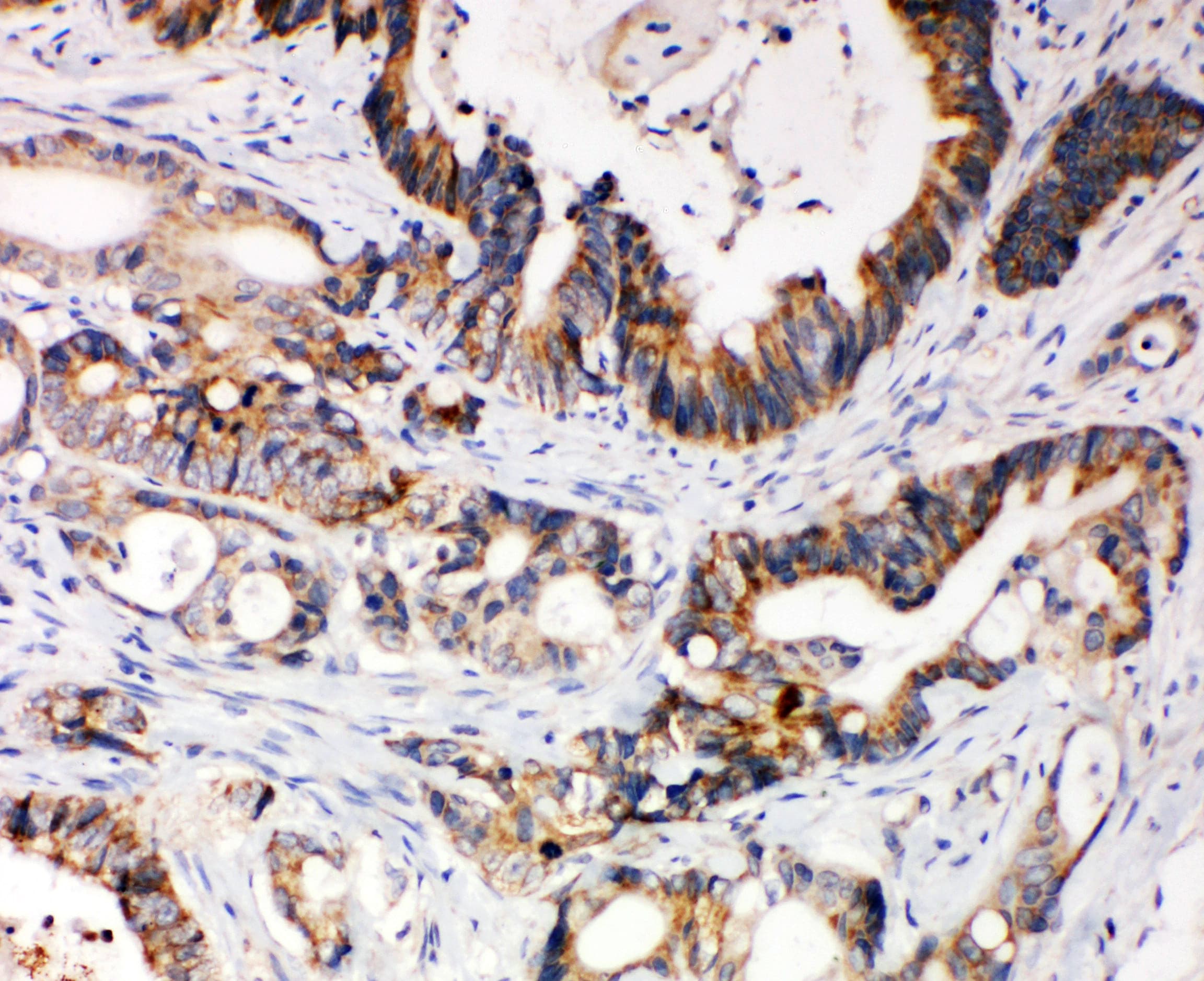 XIAP Antibody (aa14-34)