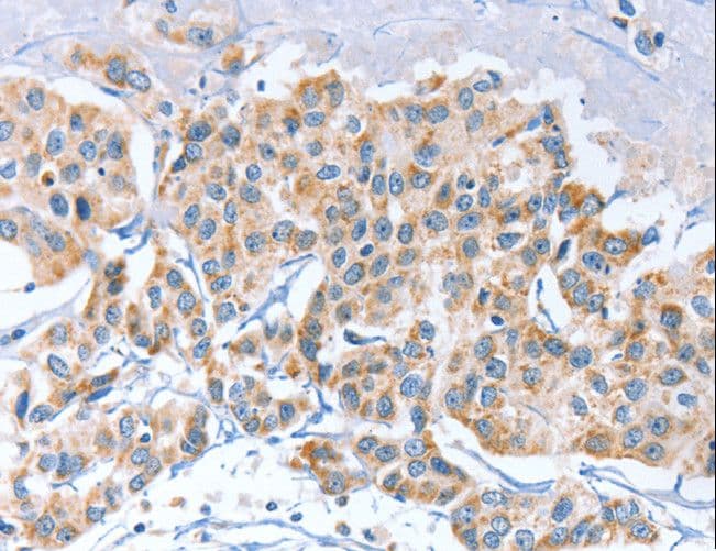 APOBEC3D Antibody