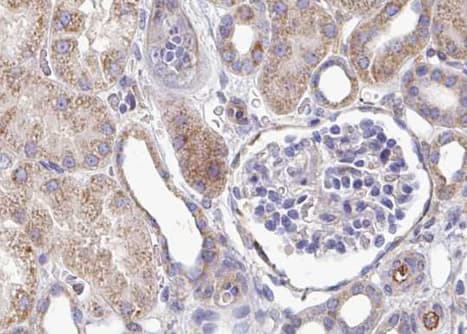 PLCG1 Antibody (phospho-Tyr783)