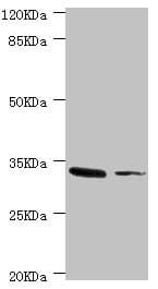 MGLL / Monoacylglycerol Lipase Antibody