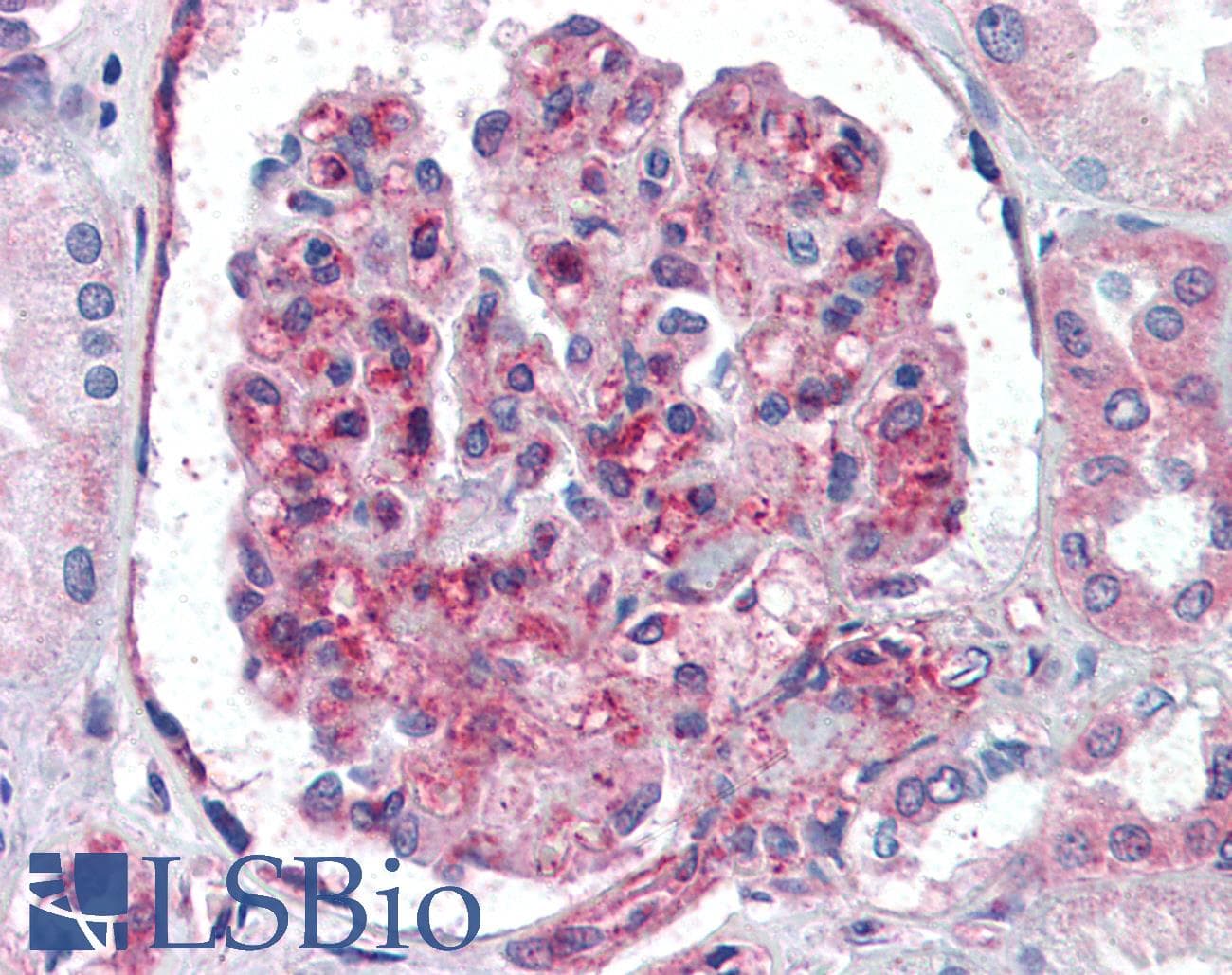 IHC-plus™ UBC / Ubiquitin C Antibody (aa1-32)