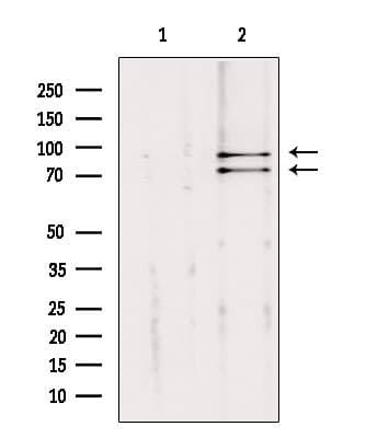 Polyclonal Rabbit anti-Human CUL2 / Cullin 2 Antibody (IHC, IF, WB)
