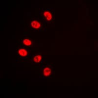 EAR2 / NR2F6 Antibody (N-Terminus)