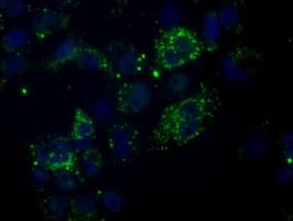 NME4 Antibody (clone OTI2B10, Carrier-free)