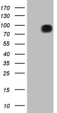 FSIP1 Antibody (clone OTI4F9)