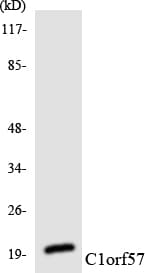 NTPCR / C1orf57 Antibody (aa118-167)