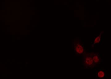 CIITA Antibody