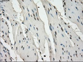 LTA4H / LTA4 Antibody (clone OTI2C5)
