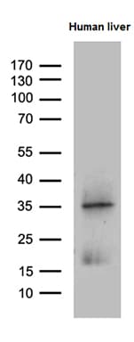 PLAC8 Antibody (clone OTI2E10, Carrier-free)