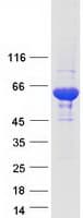 Human Testilin / EHD1 Protein (Recombinant Myc-DDK (Flag))
