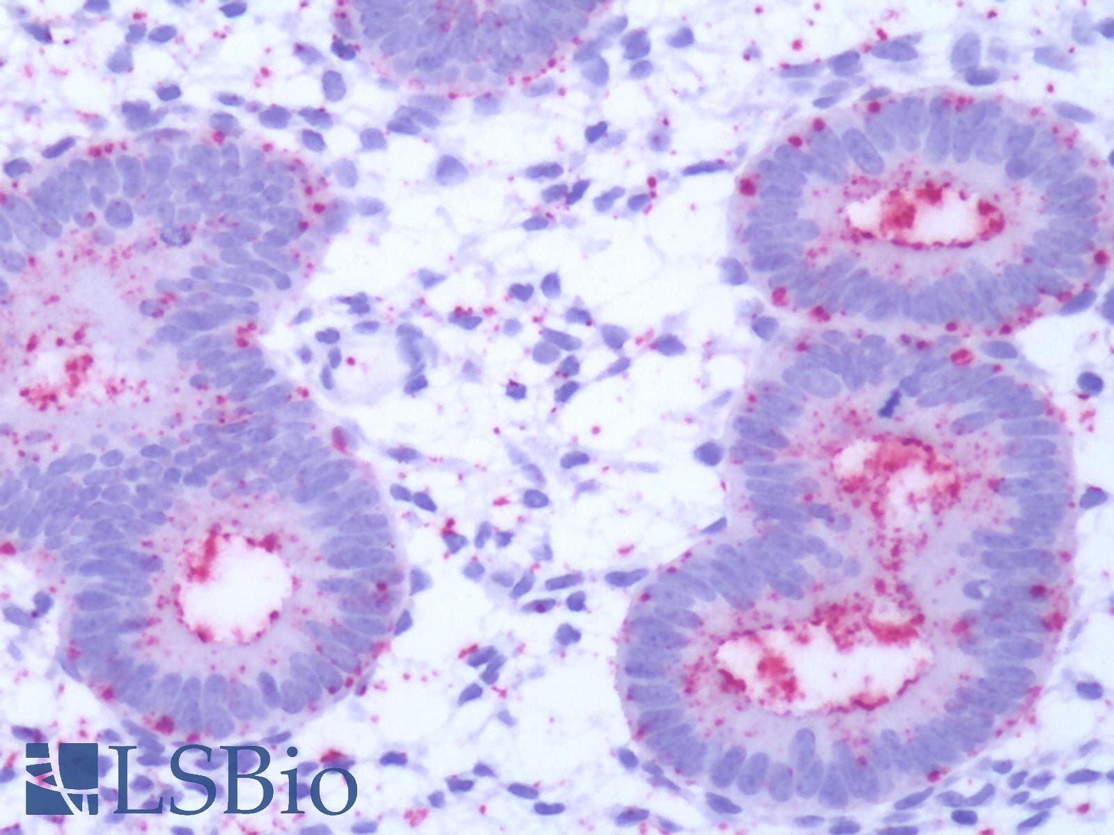 PathPlus™ GPR50 Antibody (C-Terminus)