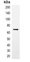 CBP Tag Antibody