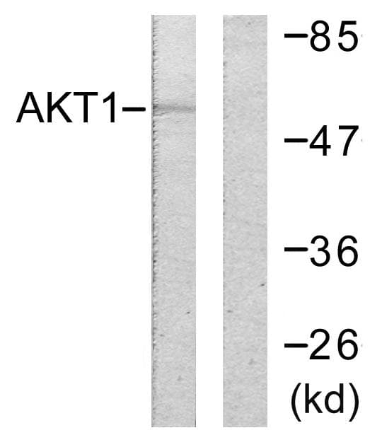 AKT1 Antibody (p246)