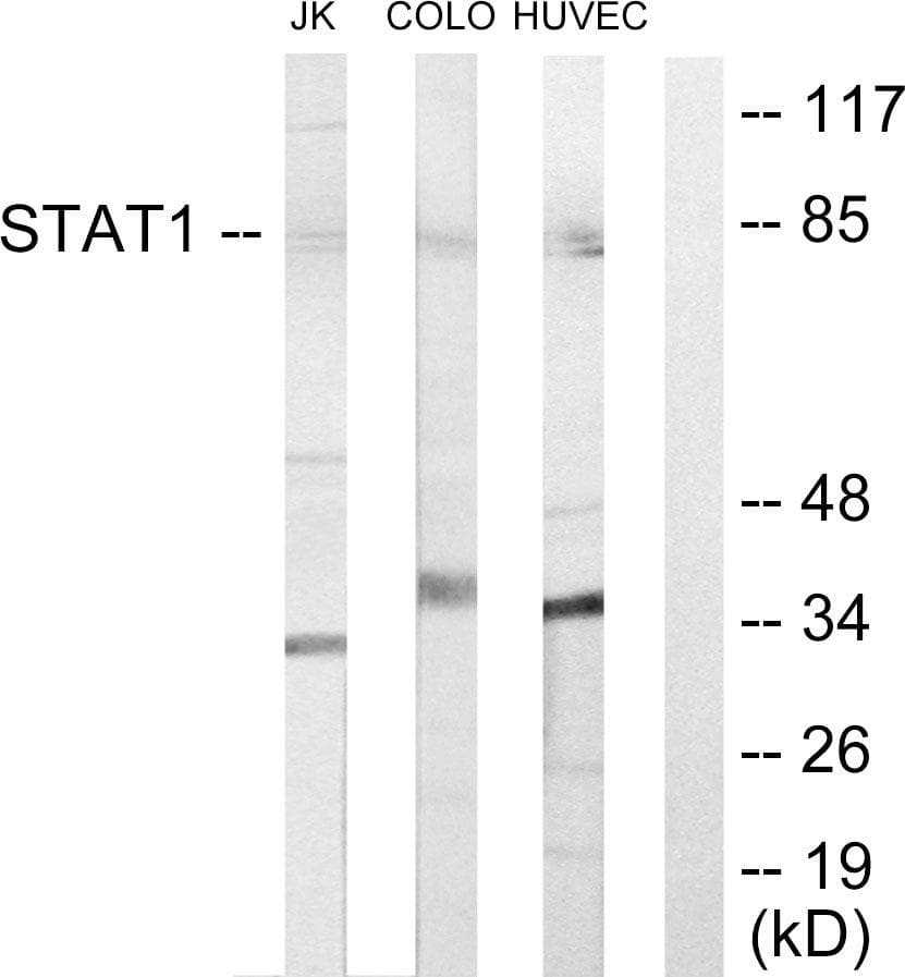 STAT1 Antibody