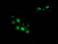 BTRCP / BETA-TRCP Antibody (aa52-354, clone OTI1A4, Carrier-free)