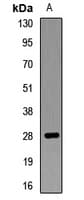 CDX1 Antibody