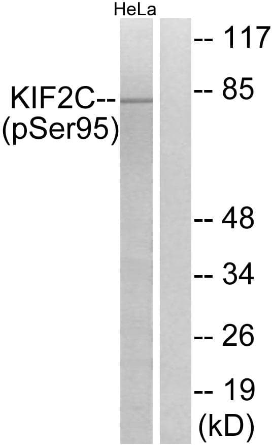 KIF2C / MCAK Antibody (phospho-Ser95)