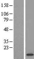 SUPT4H1 / SPT4 Protein (Over-Expression Lysate Myc-DDK (Flag))