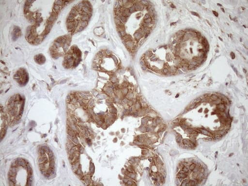 HOXC10 Antibody (aa1-262, clone OTI5C10, Carrier-free)