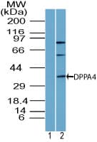 IHC-plus™ DPPA4 Antibody (aa1-50)