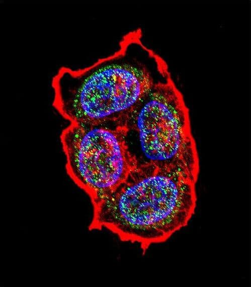 Polyclonal Rabbit anti-Human AVP / ADH / Vasopressin Antibody (aa102-129, IHC, IF, WB)