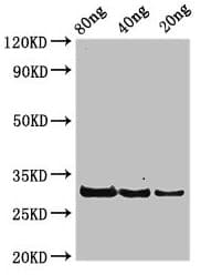 50S ribosomal protein L7/L12 Antibody