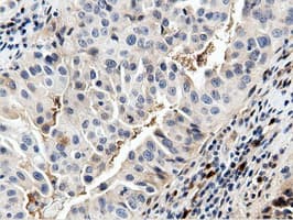 NT5DC1 Antibody (clone OTI2H8)