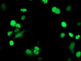 PPARA / PPAR Alpha Antibody (clone OTI1E11)