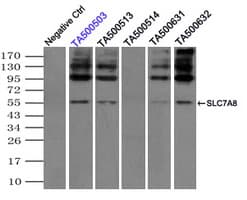 SLC7A8 / LAT2 Antibody (clone OTI5A9, Carrier-free)