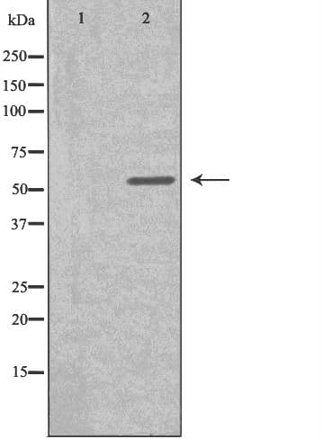 CYP2S1 Antibody
