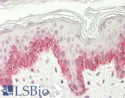 KCTD1 Antibody (C-Terminus)