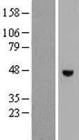 Human RHBDL1 Protein (Over-Expression Lysate Myc-DDK (Flag))