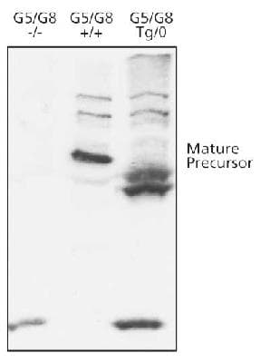 ABCG8 Antibody (N-Terminus)