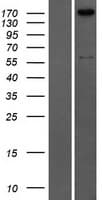 Human COL4A2 / Collagen IV Alpha2 Protein (Over-Expression Lysate Myc-DDK (Flag))