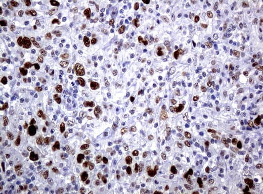 JUN / c-Jun Antibody (clone UMAB49, Carrier-free)