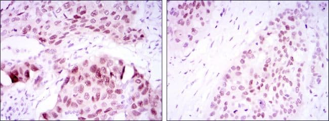 SOX2 Antibody (clone 10F10)
