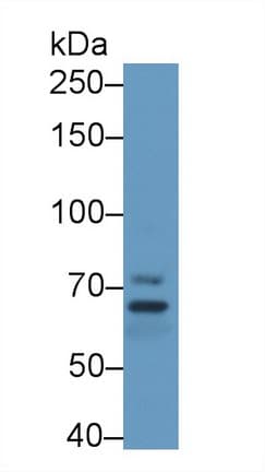 MPP5 Antibody (aa455-675)