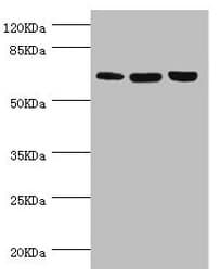 CTNNBL1 / NAP Antibody