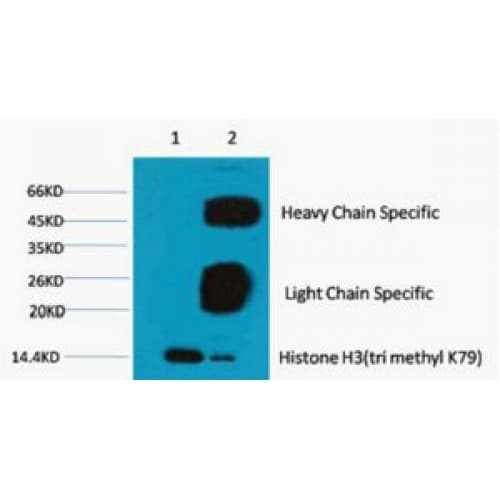 Monoclonal Mouse anti-Human Histone H3 Antibody (clone 3G3, WB)