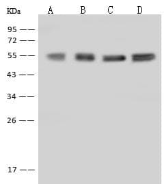 PHGDH Antibody