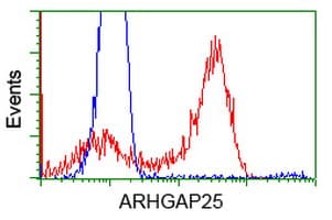 ARHGAP25 Antibody (clone OTI3H9)
