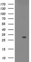 CDKN3 / KAP Antibody (clone OTI2D11)